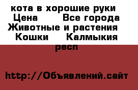 кота в хорошие руки › Цена ­ 0 - Все города Животные и растения » Кошки   . Калмыкия респ.